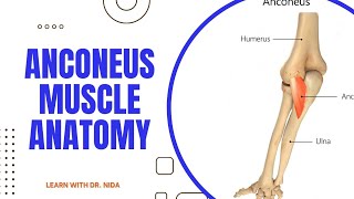 Anconeus Muscle Anatomy  Anatomy Lecture Series [upl. by Anirbas]