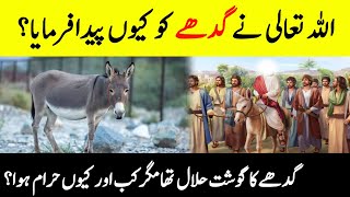 Why Allah Created Donkey  Is Donkey Meat Halal  Interesting Facts About Donkey  INFOatADIL [upl. by Akere626]