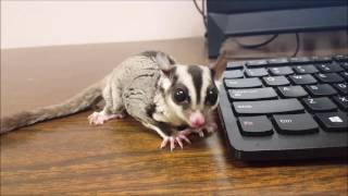 Sugar Gliders Eating Live Insects WARNING [upl. by Connelly]