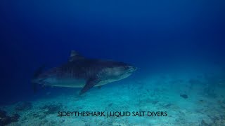 Fuvahmulah Tiger Sharks amp Thresher Sharks  Maldives [upl. by Olympia]