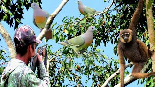 BERBURU‼️RIBUAN PUNAI TIDUR DI SPOT PULUHAN UNGKA DI BUAH KAYU BERINGIN [upl. by Lambart]