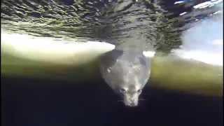 Field Season Starting Set To Weddell Seal Songs [upl. by Bonucci903]