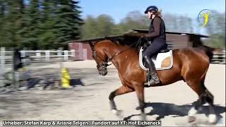 Vertikaler Aufrichtungskrampf bei Oliveira Stables amp Ariane Telgen Gruselbilder Google Pferdestory [upl. by Akehsal]