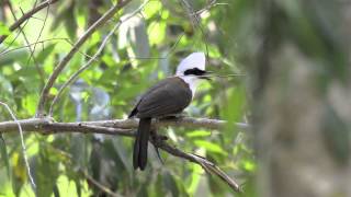 Whitecrested Laughingthrush [upl. by Lipps]