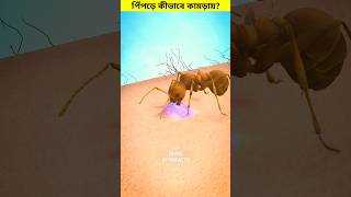 পিঁপড়ে আমাদের কামড়ায় কীভাবে 😳 shorts ants bite [upl. by Aeneas464]