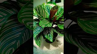 Top 10 indoor plants for home  plants for home decor [upl. by Arva]