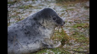 Donna Nook National Nature Reserve [upl. by Ariaes]