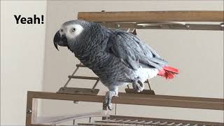 Clear Talking Parrot Macy the African Grey [upl. by Drais63]