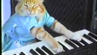 Gato Tocando Piano [upl. by Pollard]