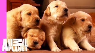 Growing Up Golden Golden Retriever Puppies  Too Cute [upl. by Ettenajna]