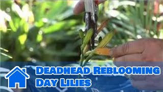 Plant Care Lilies  How to Deadhead Reblooming Day Lilies [upl. by Annaehs326]