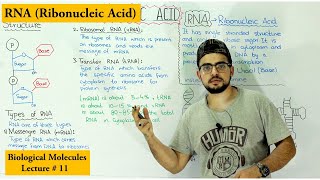 RNA Structure Functions and Types  A type of Nucleic Acid [upl. by Damiani263]