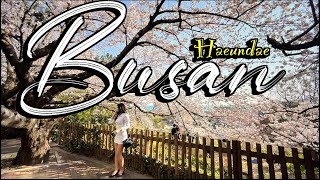 4KHDR Walking Haeundae Dalmajigil the best cherry blossom spot in Busan the second city in Korea [upl. by Jablon406]