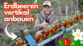 Erdbeeren in der Dachrinne pflanzen 🍓Kreative Idee für Balkon Terrasse amp Garten [upl. by Utter]