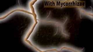 See how mycorrhizae and mycorrhizal fungi absorb nutrients o [upl. by Abas921]