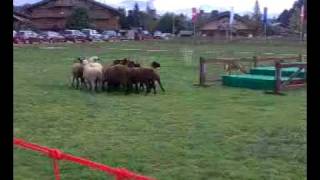 Concours agricole race Abondance [upl. by Frear]