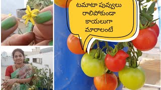 Grow lots of tomatoes using this tip tomatoes handpollination gardeningtips grow [upl. by Durstin]