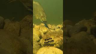 Smallmouth Bass Slurps a PitBoss shorts [upl. by Bethezel]