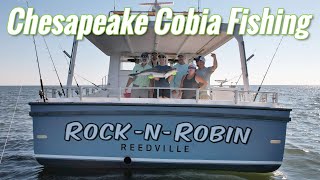 How to Fish for Cobia on the Chesapeake Bay [upl. by Lakin659]