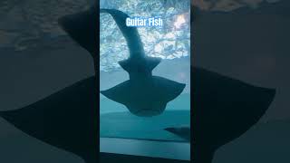 GUITAR FISH  SUMMER 2024  PUBLIC AQURIUM  MAY JELL guitarfish japan shortsvideo shorts [upl. by Wendie]