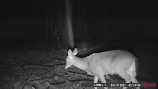 Trail Camera  7 Footage from 482024 to 4272024 [upl. by Gerik]