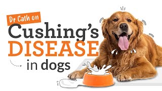 Cushings Disease in Dogs  Symptoms Risks amp Treatment [upl. by Granoff468]