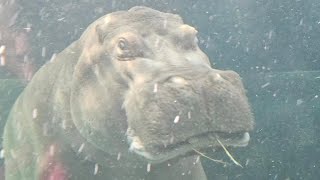 Hippo Pooping at the Calgary Zoo [upl. by Ymrej]