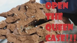 Open termite Queen case [upl. by Carmella256]