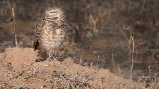 Burrowing Owl Calling [upl. by Orville]