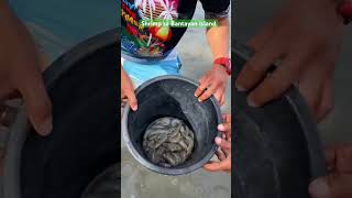 Shrimp sa Bantayan island cookingvideo seafood mukbang highlights [upl. by Pattison]