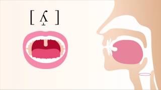 ʎ̝  voiced dorsal palatal lateral fricative [upl. by Oiceladni]