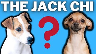 Jack Chi Jack Russell Terrier Chihuahua Mixed Breed Facts Chihuahua and Jack Russell Breed Info [upl. by Clevie]