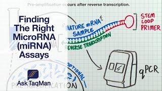 Finding The Right MicroRNA miRNA Assays  Ask TaqMan 31 [upl. by Spencer]