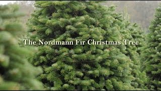 Nordmann Fir Christmas Tree from Green Valley Christmas Trees [upl. by Alejandro139]