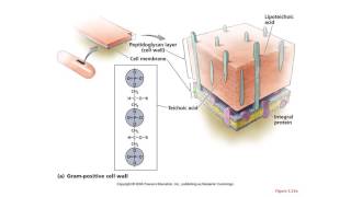 Cell Envelope Tiny Teach [upl. by Neelia27]