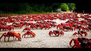 Christmas Island Crab Migration Documentary [upl. by Nelle501]