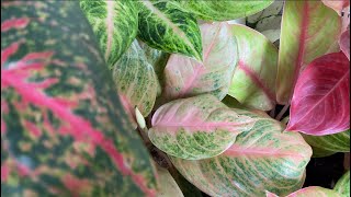 Aglaonema Care Tips Ngayong Tagulan [upl. by Fiore718]