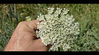 Queen Annes Lace Daucus carota  wild carrot [upl. by Rotberg]