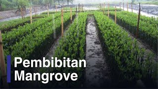 Cara Membibitkan Jenis Mangrove Avicennia Bruguiera Ceriops Excoecaria Rhizophora dan Sonneratia [upl. by Ahs]