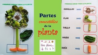 Partes comestible de la planta para niños de preescolar [upl. by O'Dell]