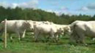 Dubuc Charolais  Browarny [upl. by Anecusa874]