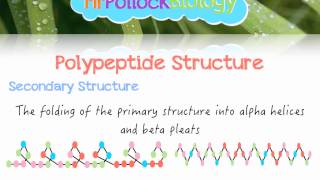 Biochemistry Polypeptides Proteins [upl. by Lainad926]