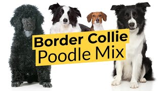 Border Collie Poodle Mix 🐶 Bordoodle 🐶 Border Doodle 🐶 [upl. by Cleo]