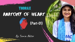 Anatomy of Heart Part 1  Bangla Demonstration of Heart  Viscera of Heart  Heart Demonstration [upl. by Hseyaj18]