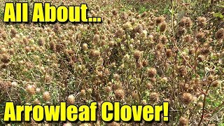 How To Grow Arrowleaf Clover for Deer [upl. by Mariana592]