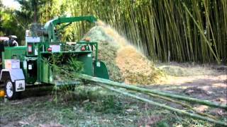 Chipping bamboo at Bamboo Land Australia [upl. by Irim]