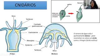 Biologia C  Poríferos Cnidários e Platelmintos [upl. by Clemens]