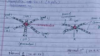 Polytene chromosome balbiani ringschromosomal puffs significance zoologynotes chromosome [upl. by Eniloj]