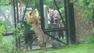 ZSL London Zoo  Feeding time at Tiger Territory [upl. by Aleihs887]