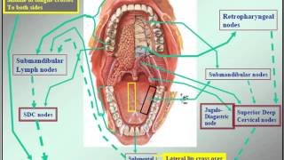 Clinical Examination of the Lymph Nodes of Head and Neck [upl. by Aigroeg]